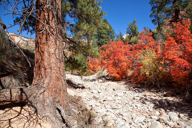 Herbstlicher Zion NP - XIV